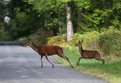 attention : traversée d' animaux sauvages !!