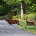 attention : traversée d' animaux sauvages !!