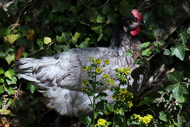 Aujourd'hui j'ai succombé lamentablement à la tentation , pas sur une île mais dans un élevage . Désormais j'ai quatre poules de réforme . Mon objectif ambitieux , leur apprendre à jouer à la belote .