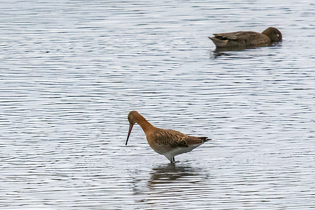 Black taied godwit