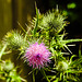 20220718 1505CPw [D~LIP] Distel, Bad Salzuflen