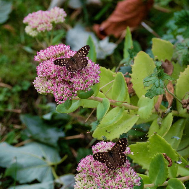 Speckled Wood Butterflies on Sedum flowers