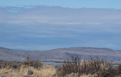 Tule Lake National Wildlife Refuge pelicans (0982)