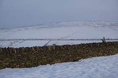 Harry Hut from Monks Road