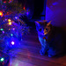 Jasper taking in the Christmas Tree