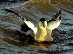 Splashing Eider