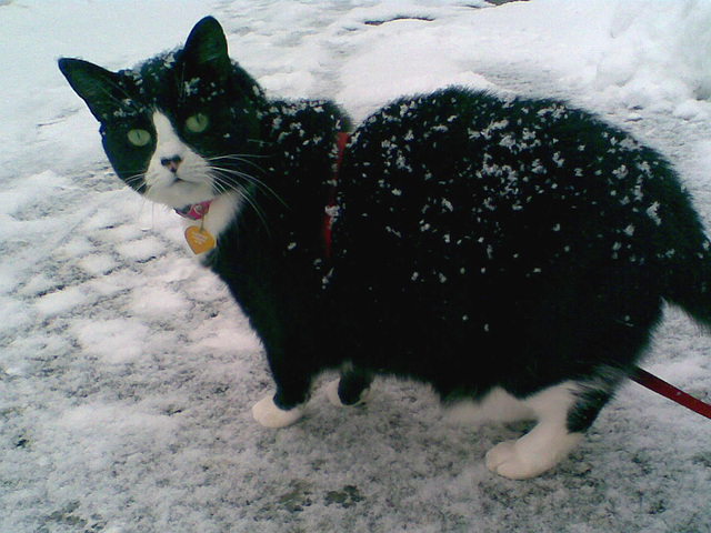 Snow White covered in snow