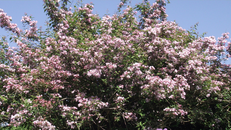 Fabulous blossomed tree