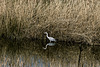 Garza Real [Ardea cinerea]