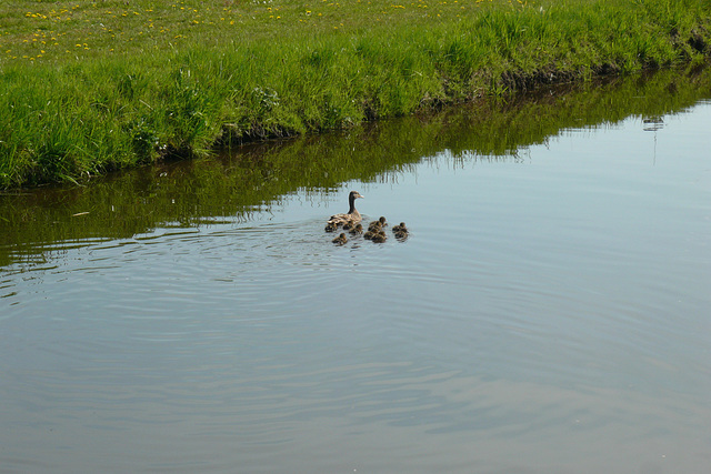 Family Of Ducks