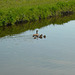 Family Of Ducks