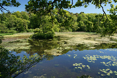 Swan Pond At Culzean Castle