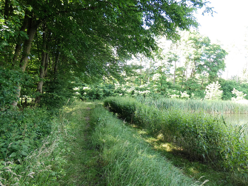 Wald und Wiese