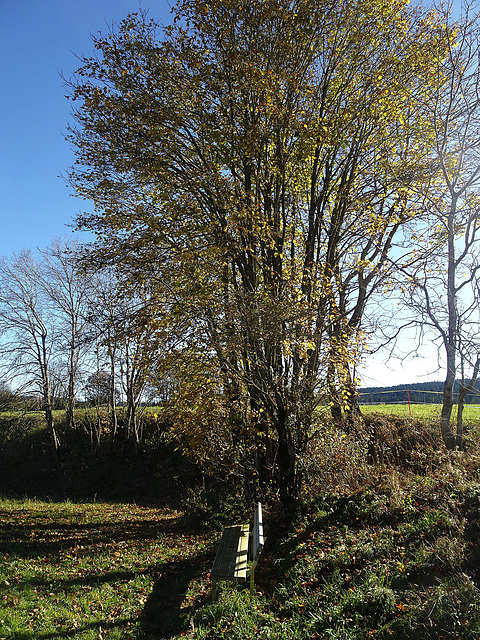 Herbstschatten unter dem herbstlichen Baum