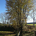 Herbstschatten unter dem herbstlichen Baum