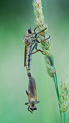 Raubfliegenpaar Raubfliegenpaar