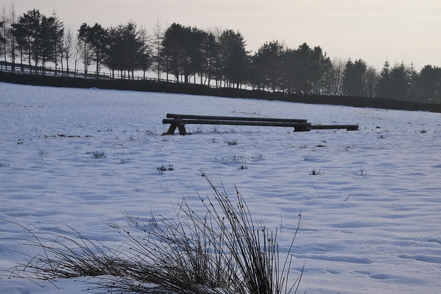 The trees at Butcher's Piece Farm