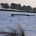 The trees at Butcher's Piece Farm