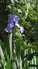 Flag iris