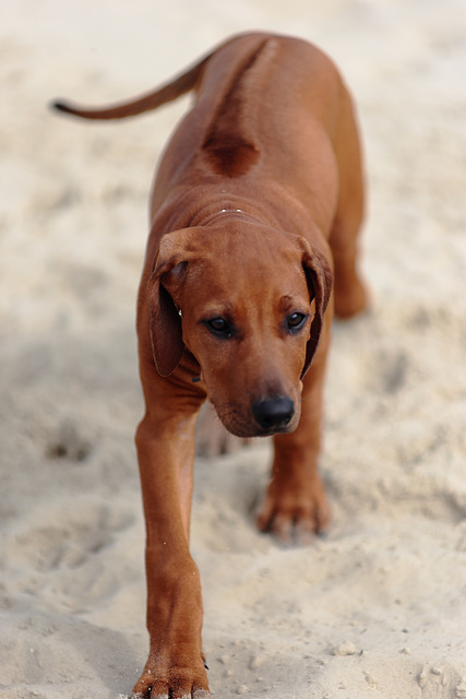 IMG 0320 RhodesianRidgebackPuppy dpp