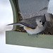 Tufted Titmouse