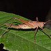 Cricket IMG_7142