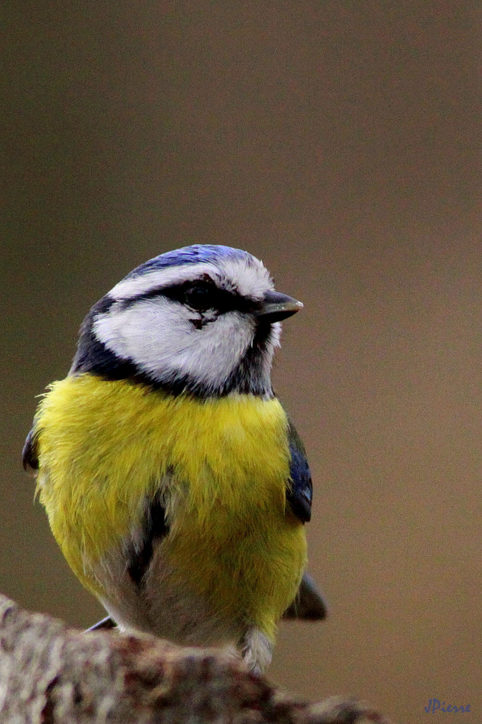 Mesange bleue