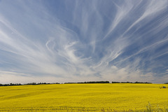 Canola Field and Sky