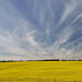 Canola Field and Sky