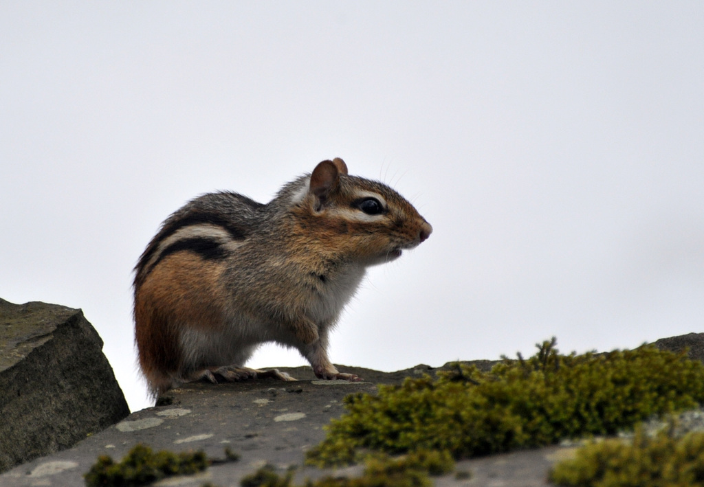 chipmunk tamia+st Bruno DSC 1926