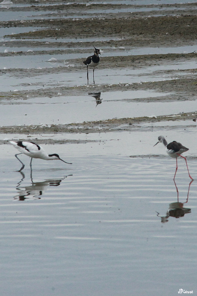 Vanneau huppé, avocette, échasse blanche