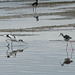 Vanneau huppé, avocette, échasse blanche