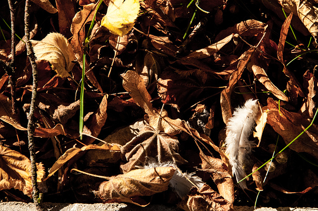 08.43 Fallen Leaves and a Feather