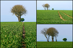 Trees on a Sea of Green