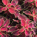 coleus