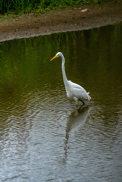 Great white egret