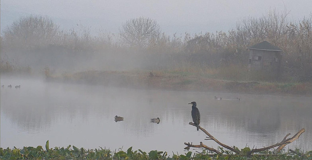 Cormoran misty morning at lake Hule, Israel.