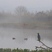 Cormoran misty morning at lake Hule, Israel.