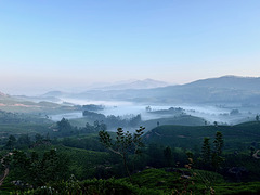 Valley of Munnar. Kerala