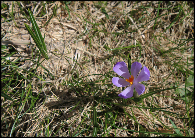 Crocus vernus (2)