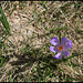 Crocus vernus (2)