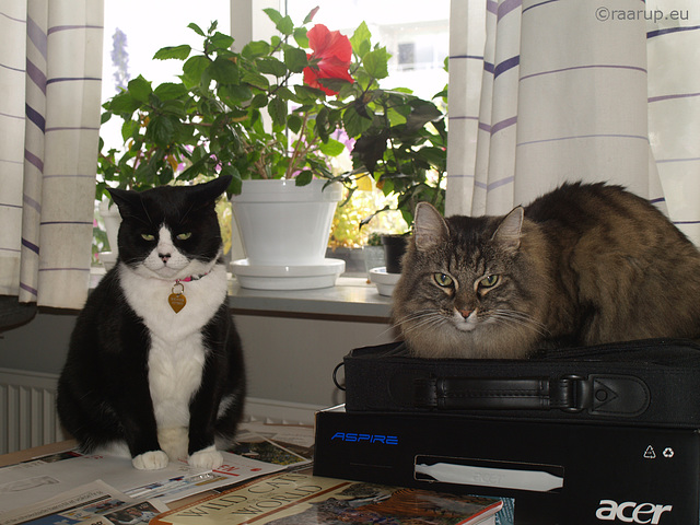 Wherever a box, a cat will be sitting