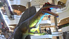 DSCN2832 - Spinosaurus aegyptiacus, Theropoda