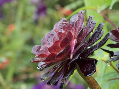 Refreshing Rain