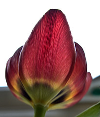 Tulip 7