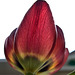 Tulip 7