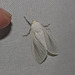 Moth IMG_7041