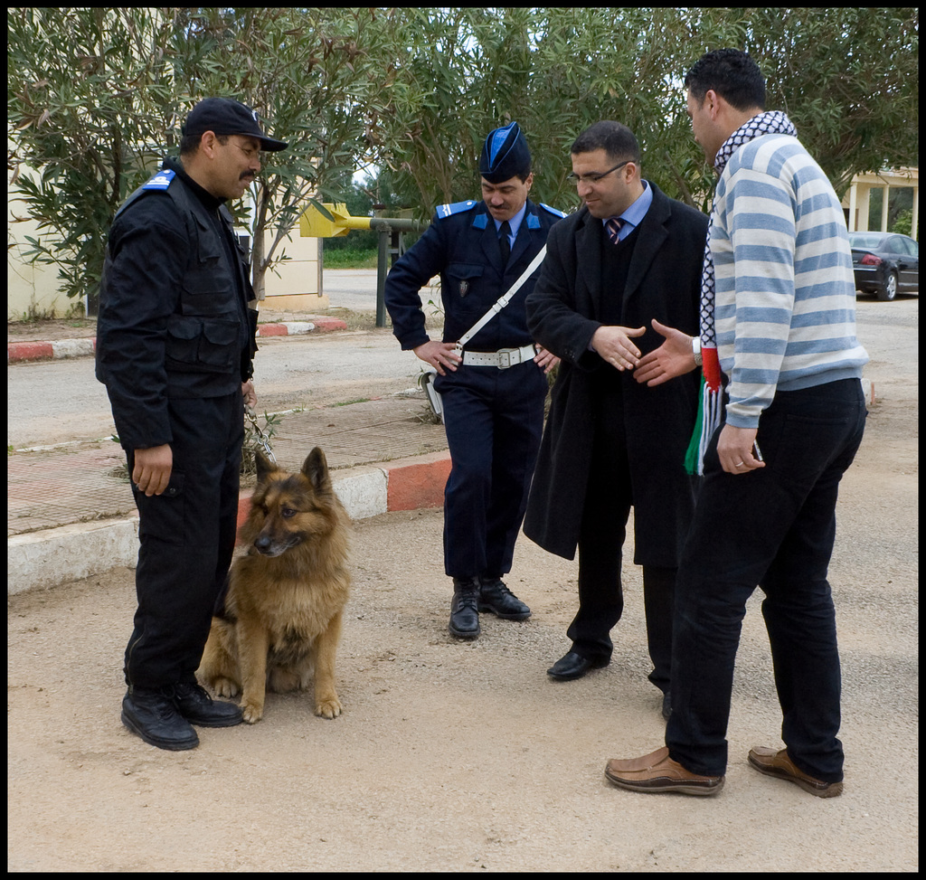 Dog dealing