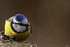 Mesange bleue