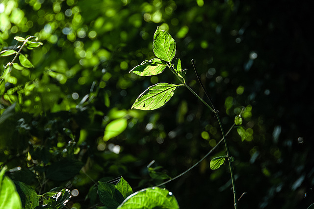 08.45 Sunlit Leaves